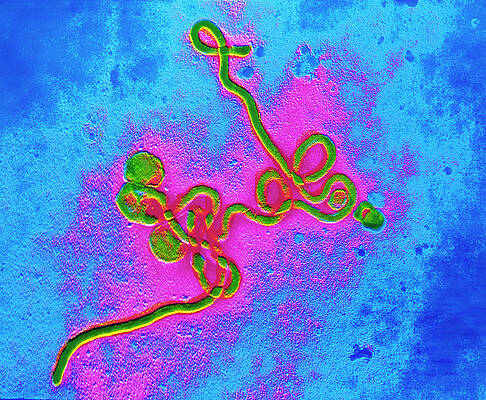 Wall Art - Photograph - False-colour Tem Of Mycoplasma Sp. by Science Photo Library