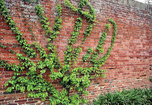 Wall Art - Photograph - Fan Trained Apricot by Science Photo Library