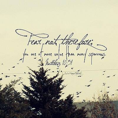 Wall Art - Photograph - fear Not, Therefore;  You Are Of More by Traci Beeson