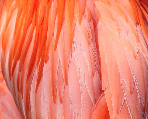 Wall Art - Photograph - Feather Abstract 1 by Angela Murdock