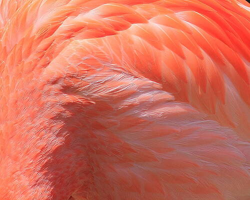 Wall Art - Photograph - Feather Abstract 3 by Angela Murdock