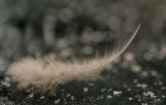 Feathered Fall by Michelle Ayn Potter Feathered Fall by Michelle Ayn Potter