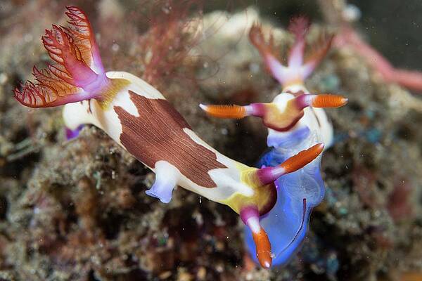 Wall Art - Photograph - Feeding Nudibranchs by Science Photo Library