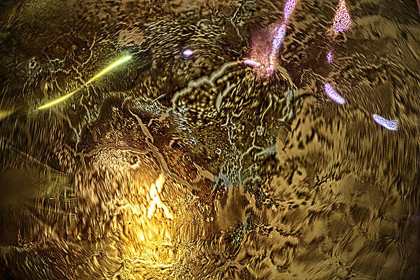 Washington Wall Art featuring the photograph Felix The Cat by Omaste Witkowski