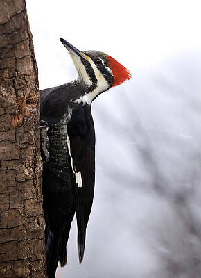 Female Pileated Woodpecker 2 by Lara Ellis Female Pileated Woodpecker 2 by Lara Ellis
