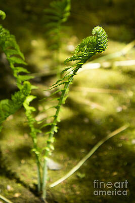Fern by Michaela Hoban