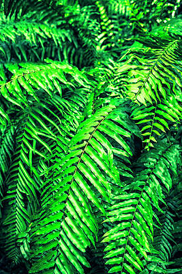 Ferns Print by Chang