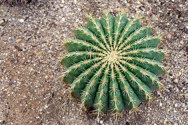 Wall Art - Photograph - Ferocactus Histrix Cactus by Science Photo Library
