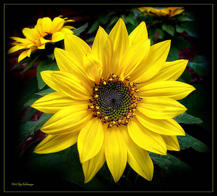 Fibonacci Finery by Lucy VanSwearingen Fibonacci Finery by Lucy VanSwearingen
