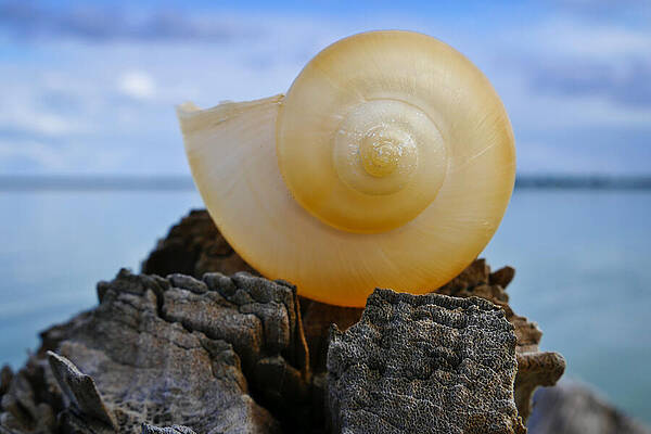 Wall Art - Photograph - Fibonacci by Skip Hunt