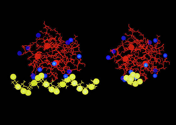 Wall Art - Photograph - Fibroblast Growth Factor Molecules by Science Photo Library