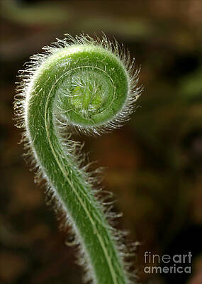 Wall Art - Photograph - Fiddlehead Fern Curl by Sabrina L Ryan