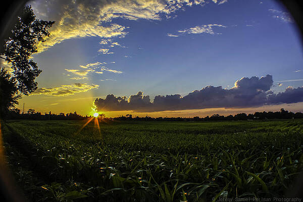 Field of dreams by Jeremy Perlman
