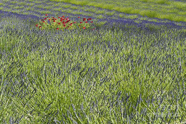 Wall Art - Photograph - Field Of Lavender by Jim Corwin