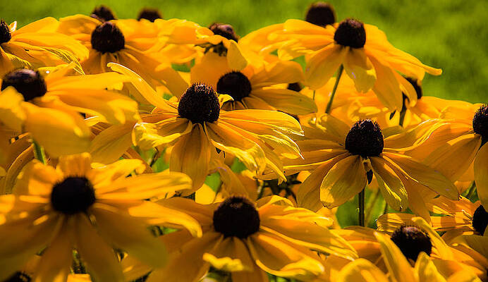 Fields of Flowers by Tommy Farnsworth Fields of Flowers by Tommy Farnsworth