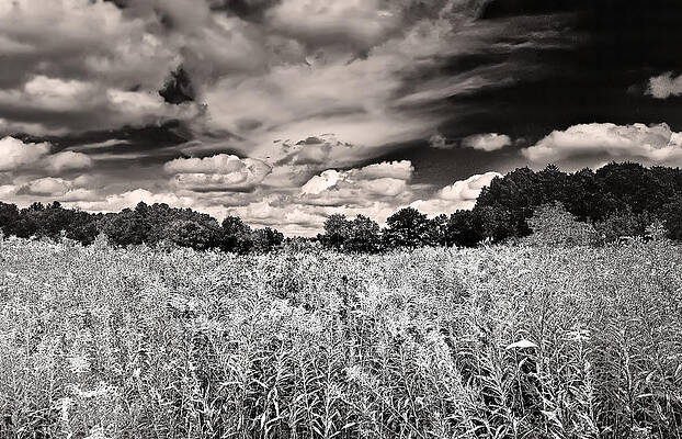 Wall Art - Photograph - Fields of Gold and Clouds by Mitchell R Grosky