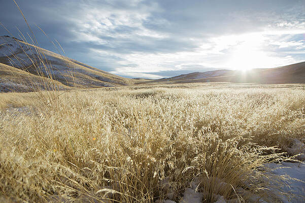 Wall Art - Photograph - Fields Of Grass In Nevada Desert by Michael Okimoto