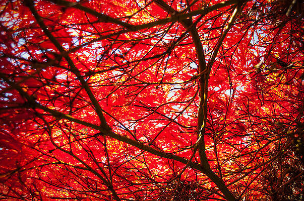 Wall Art - Photograph - Fiery Maple Veins by Tikvah's Hope