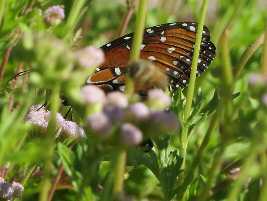 Find The Butterfly by Cindy Clements Find The Butterfly by Cindy Clements