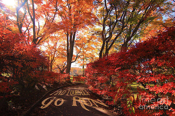 Wall Art - Photograph - Find Yourself Go Run Autumn Leaves Fall Season by Beverly Claire Kaiya