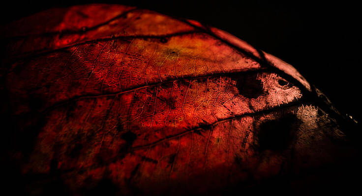 Fire in the Vain by Jamian Stayt Fire in the Vain by Jamian Stayt