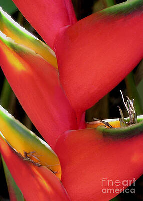Wall Art - Photograph - Firebird by James Temple