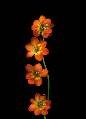 Fireflies by Christian Slanec Fireflies by Christian Slanec