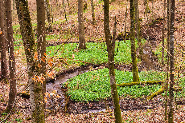 Wall Art - Photograph - First green in the brown and red forest by Matthias Hauser