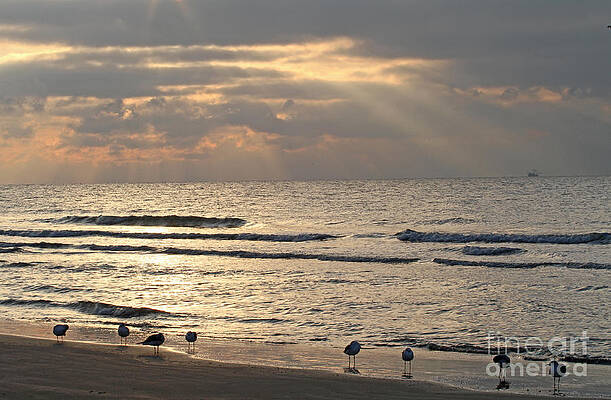 First Rays of Dawn by Kevin McCarthy First Rays of Dawn by Kevin McCarthy
