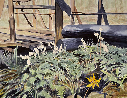First Trout Lily by Thomas Stratton First Trout Lily by Thomas Stratton