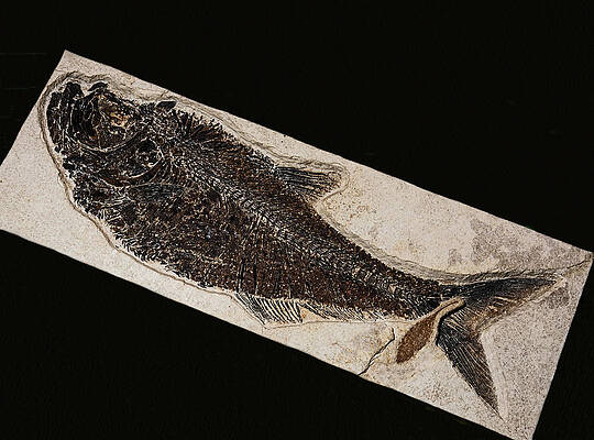 Wall Art - Photograph - Fish Fossil From Green River by Millard H. Sharp