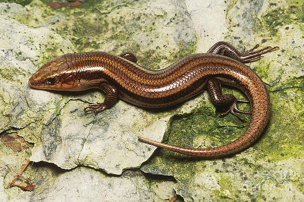 Wall Art - Photograph - Five-lined Skink by David Davis