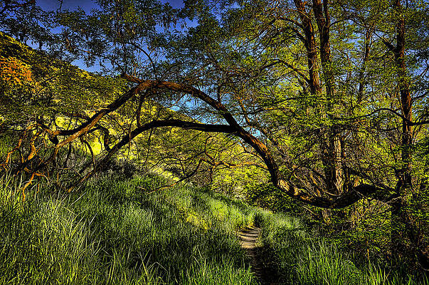 Five Mile Trail Shade by John Drew