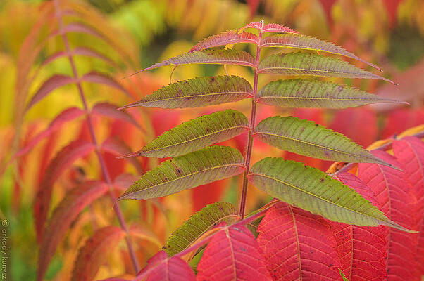 Flamboyant Sumac by Arkady Kunysz Flamboyant Sumac by Arkady Kunysz