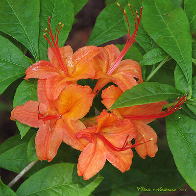 Flame Azalea by Chris Anderson Flame Azalea by Chris Anderson