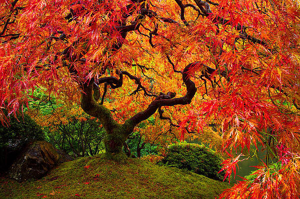 Wall Art - Photograph - Flaming Maple by Darren White