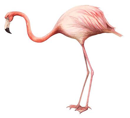 Flamingo Drawings Pixels Flamingo Drawings Pixels