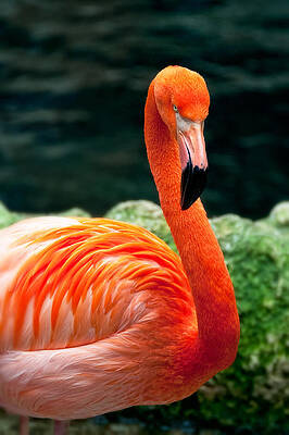 Flamingo Posing by Joe Ownbey