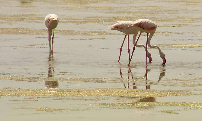 Wall Art - Photograph - Flamingos With Reflection At Delta Del by Artur Debat