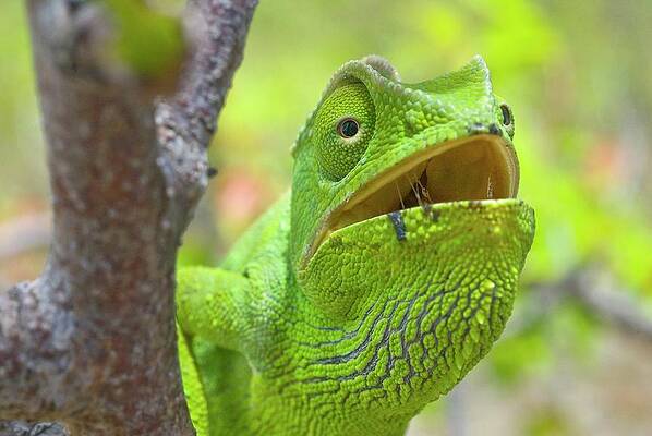 Wall Art - Photograph - Flap-necked Chameleon In A Tree by Science Photo Library