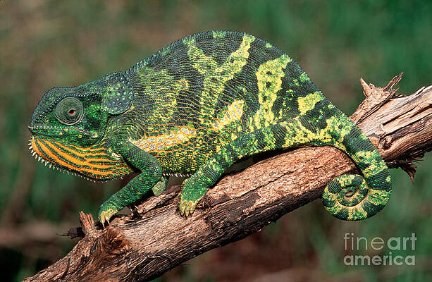 Wall Art - Photograph - Flap-necked Chameleon by Mark Boulton