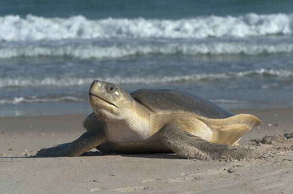 Wall Art - Photograph - Flatback Turtle Coming Ashore To Nest by D. Parer & E. Parer-Cook
