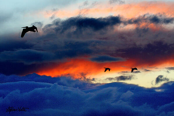 Flight After the Storm by Stephanie Salter Flight After the Storm by Stephanie Salter