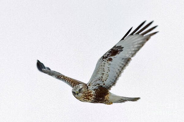 Hawk Photograph - Flight Of The Hawk by Natural Focal Point Photography