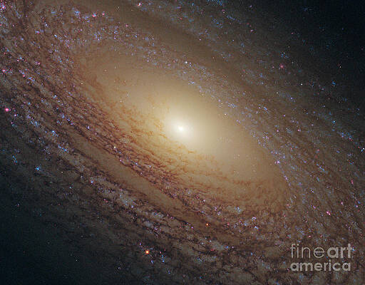 Wall Art - Photograph - Flocculent Spiral Galaxy Ngc 2841 by Science Source