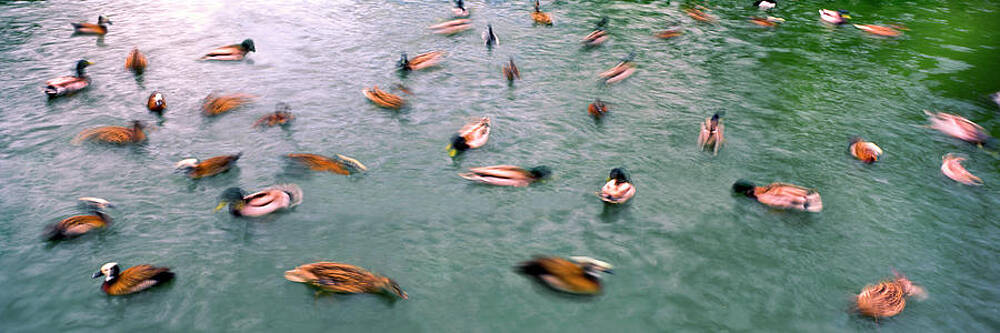 Wall Art - Photograph - Flock Of Ducks In A Pond, San Diego Zoo by Panoramic Images