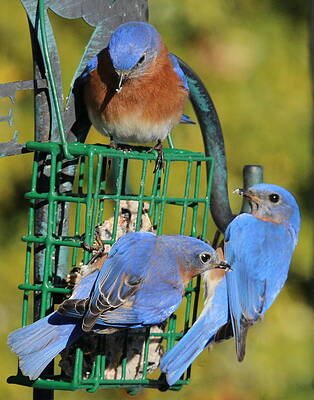 Flock of Happiness by John G Schickler Flock of Happiness by John G Schickler