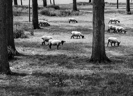 Flock of sheep by David Isaacson Flock of sheep by David Isaacson