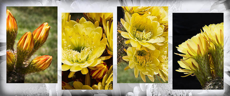 Cactus Wall Art featuring the photograph Floral Display by Kelley King