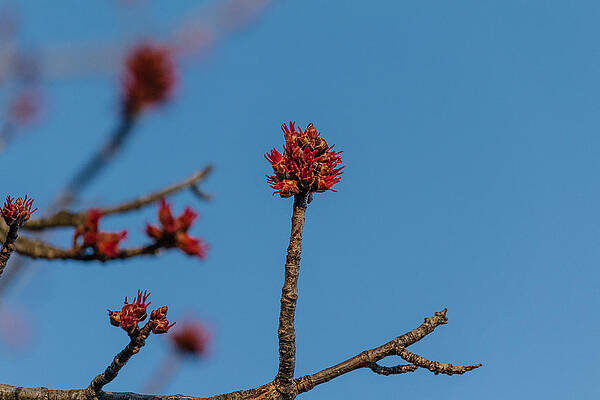 Wall Art - Photograph - Flower bud by SAURAVphoto Online Store